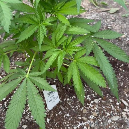 Amnesia Haze GoFast
