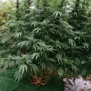Candy Cream Go Fast