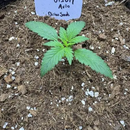 Opiom Auto