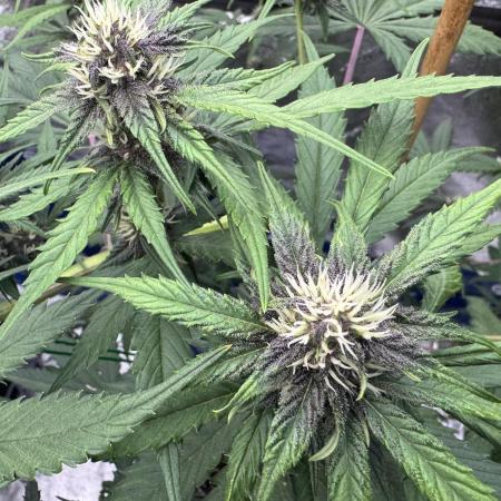 FrostBanger Auto