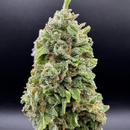 Auto Ak-47 XL