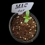 Miracle Alien Cookies