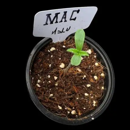 Miracle Alien Cookies