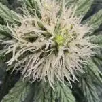 Strawberry Cough