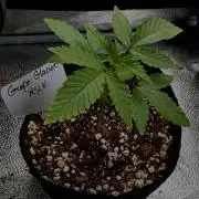 Grape Glacier