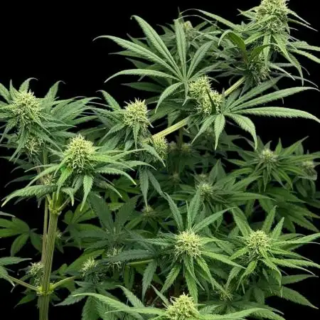 Ghost train Haze
