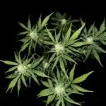 Bruce Banner