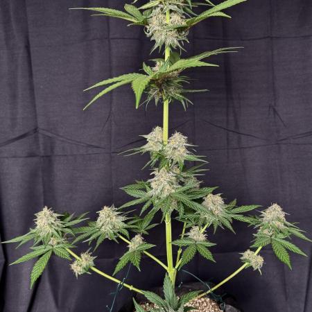 Tropicana cookies FF