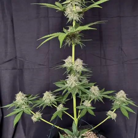 Tropicana cookies FF