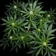 ?Delicious Cookies Auto #3?