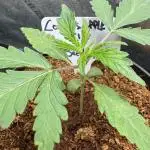 Cookies Apple Og F1 auto