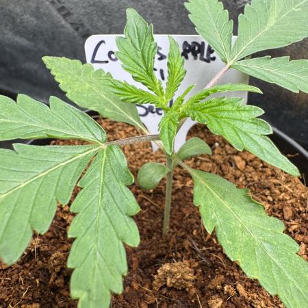 Cookies Apple Og F1 auto