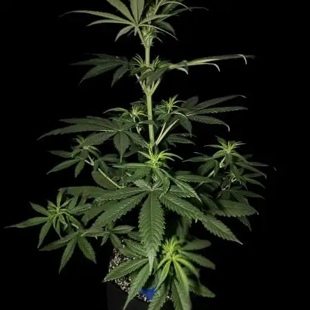 Ghost train Haze