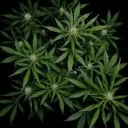 ?Delicious Cookies Auto #3?