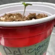 Mon amour est de retour!!