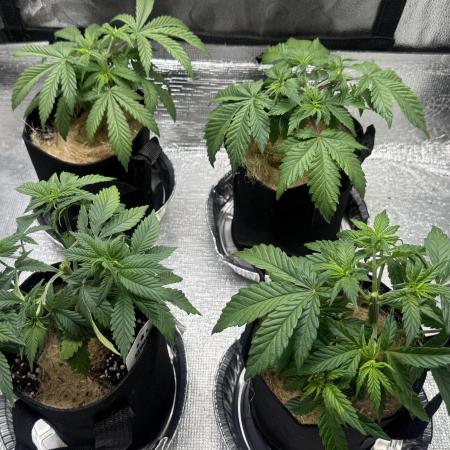 Sunset Sherbet Go Fast