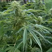 White Widow