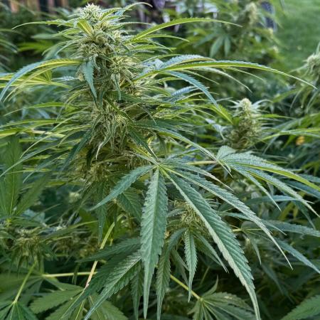 White Widow