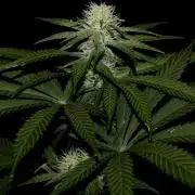Pure skunk Go Fast