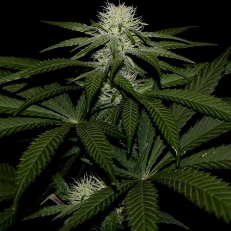 Pure skunk Go Fast