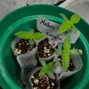 Mataro Blue