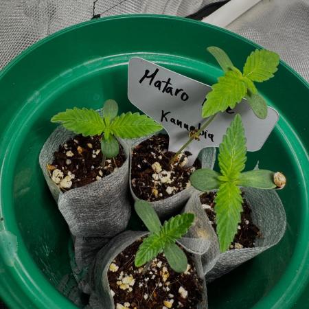 Mataro Blue