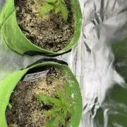 Wedding cake auto