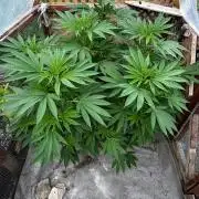 Golosa