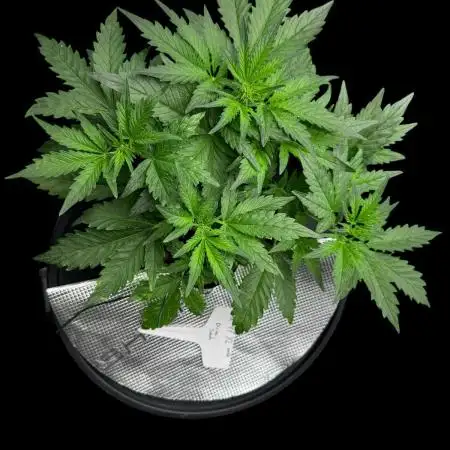Ak-47 XL / dwc