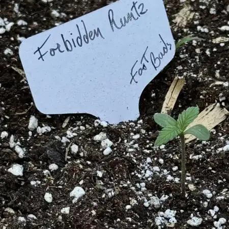 Forbidden runtz / out