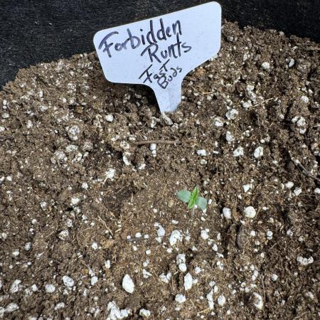 Forbbiden  Runtz auto