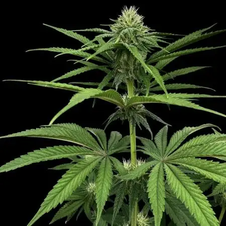 Zkittlez