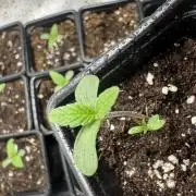 DeliciouS Cookies 11x