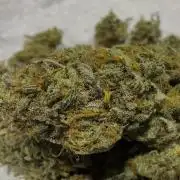 Divine Rapier Auto #3