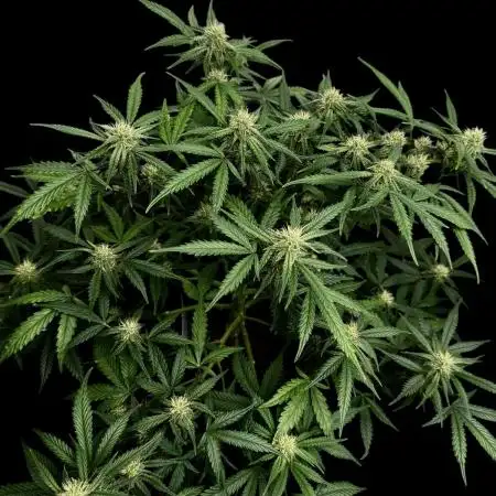 Cookies Apple Og F1 auto