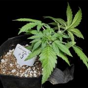 ?Delicious Cookies Auto #3?