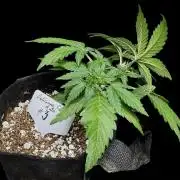 ?Delicious Cookies Auto #3?