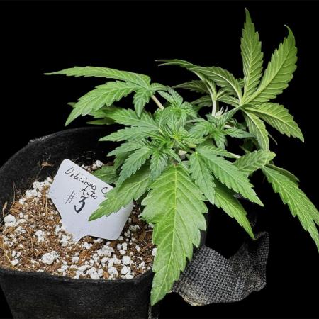 ?Delicious Cookies Auto #3?