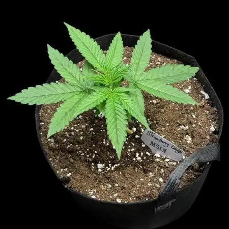 Strawberry Cough