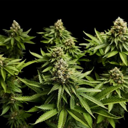 Sour Diesel