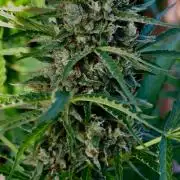 Black Orchid auto