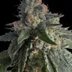 SuperBoof/clone/LSO