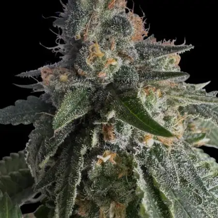 SuperBoof/clone/LSO