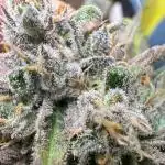 Auto Moon Rock