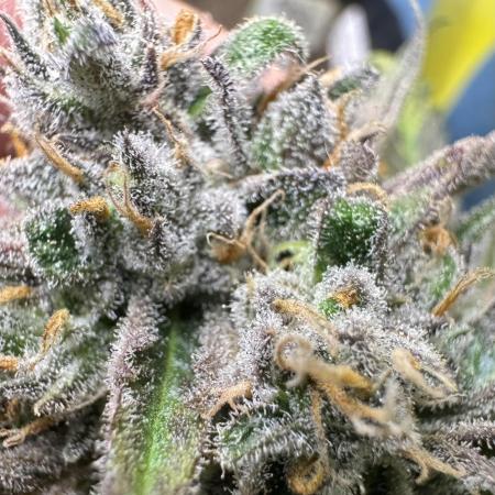 Auto Moon Rock
