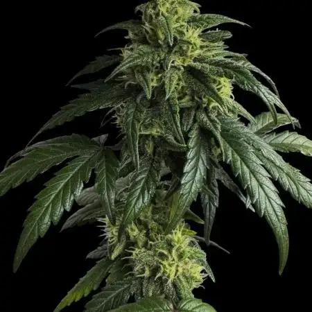 Strawberry cheesecake