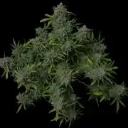 Cookies Apple Og F1 auto