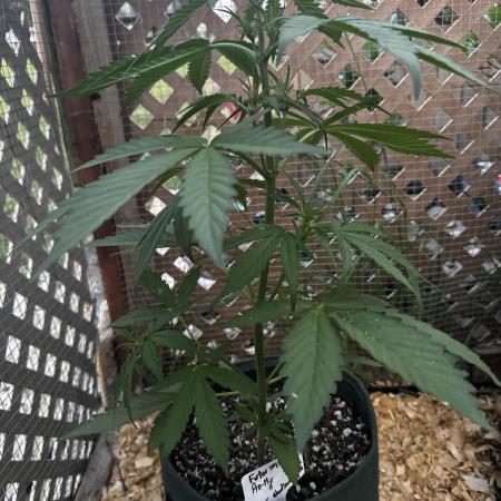 2x Futur #1 Auto