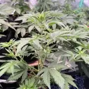 Auto Bleuberry