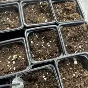 DeliciouS Cookies 11x